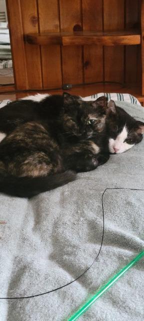 Enlarge Natasha, a Adoptable mixed breed in Pawtucket, RI image 2/4