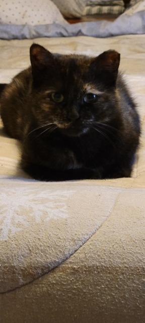 Enlarge Natasha, a Adoptable mixed breed in Pawtucket, RI image 4/4