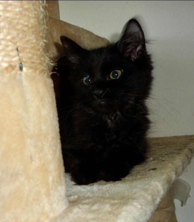 Enlarge Daria, a Adopted Domestic Short Hair in Dublin, OH image 1/2