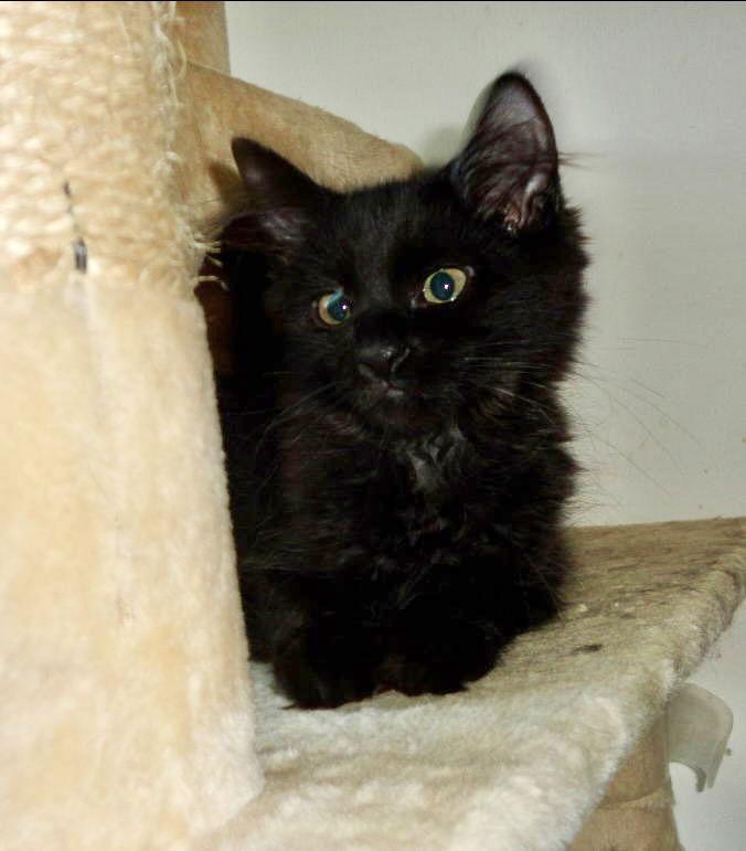 Enlarge Daria, a Adopted Domestic Short Hair in Dublin, OH image 2/2