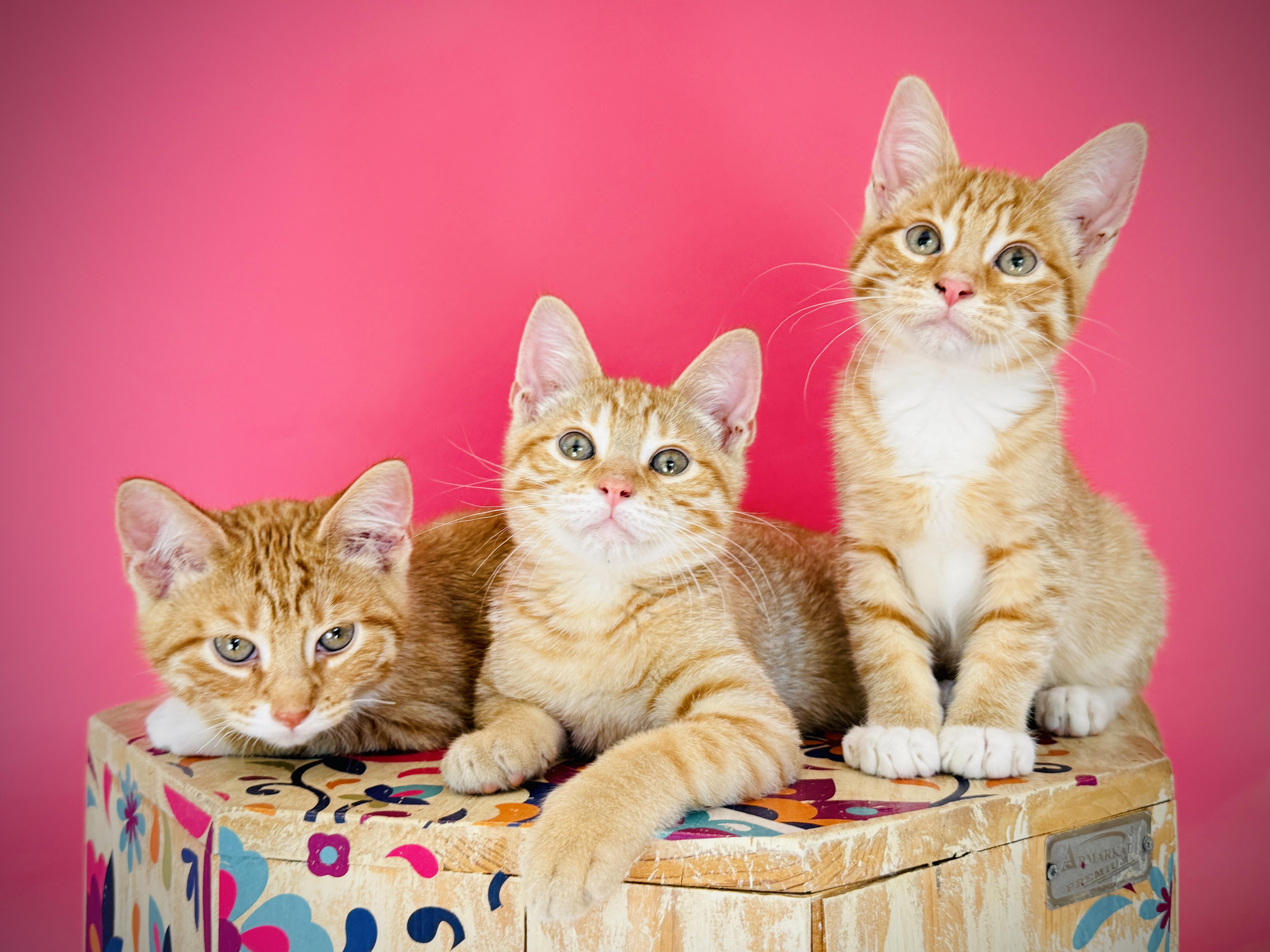 Enlarge Nachos, a Adoptable Tabby in Keller, TX image 3/6