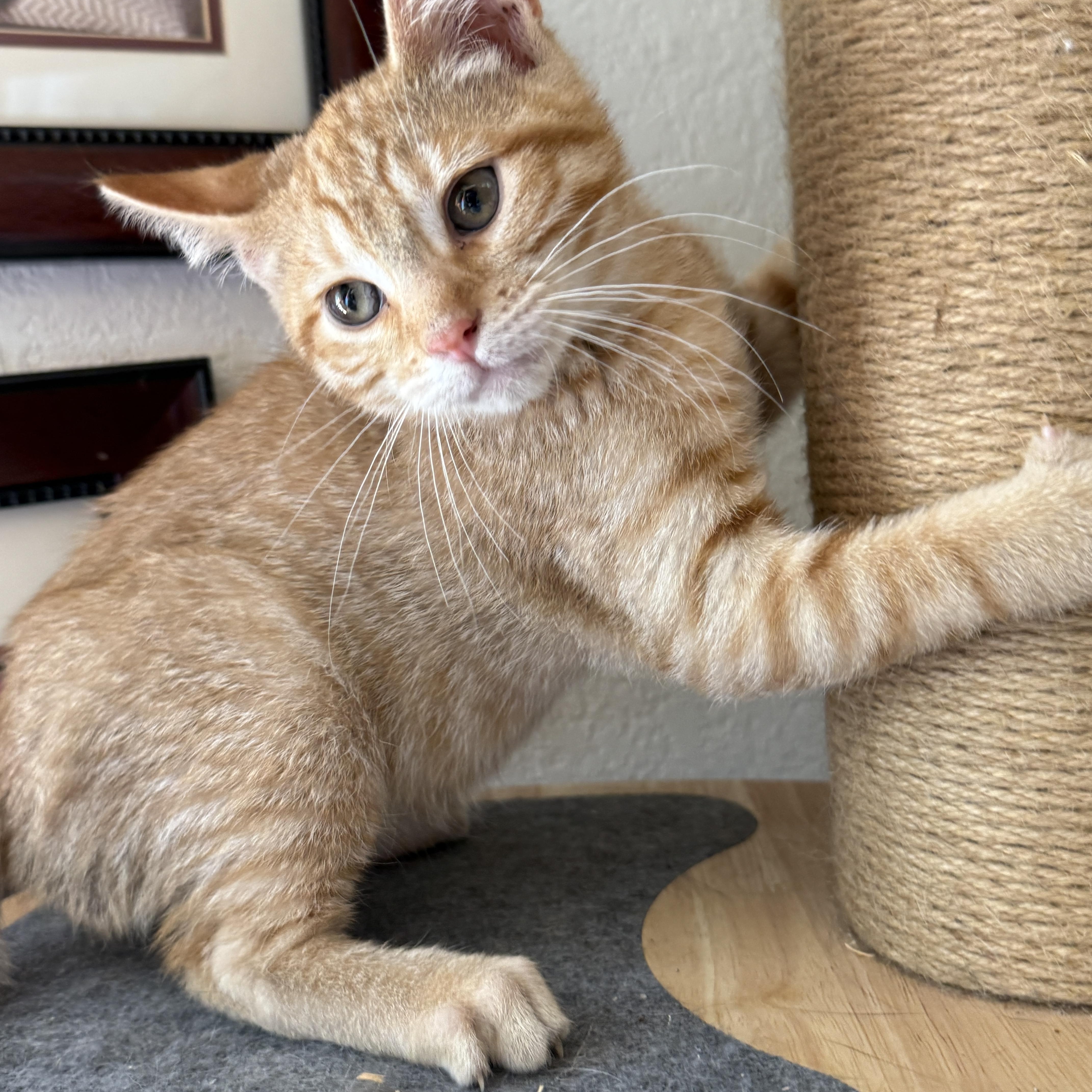 Enlarge Nachos, a Adoptable Tabby in Keller, TX image 5/6