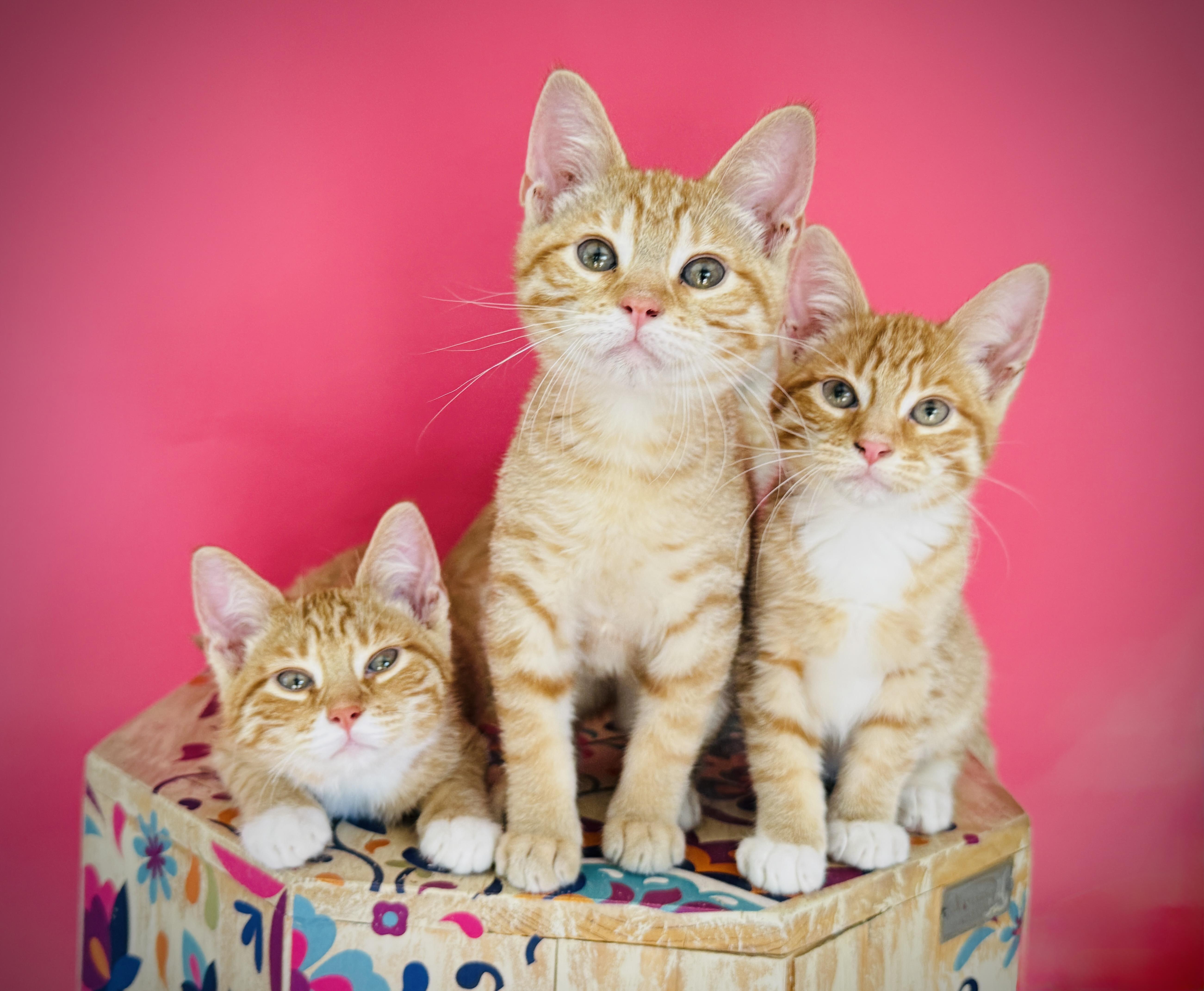 Enlarge Nachos, a Adoptable Tabby in Keller, TX image 2/6