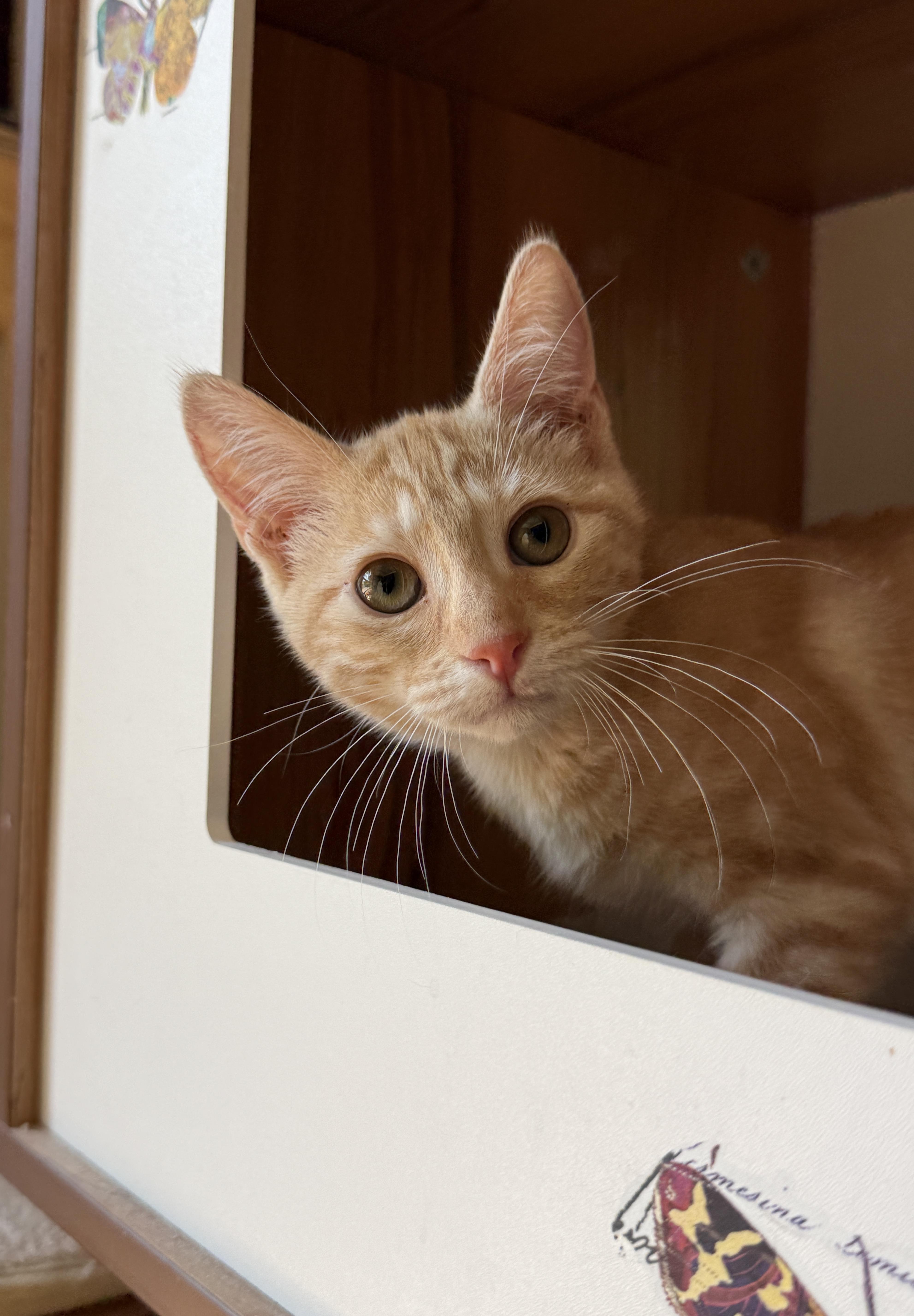 Nachos, Adoptable, Kitten Male Tabby.