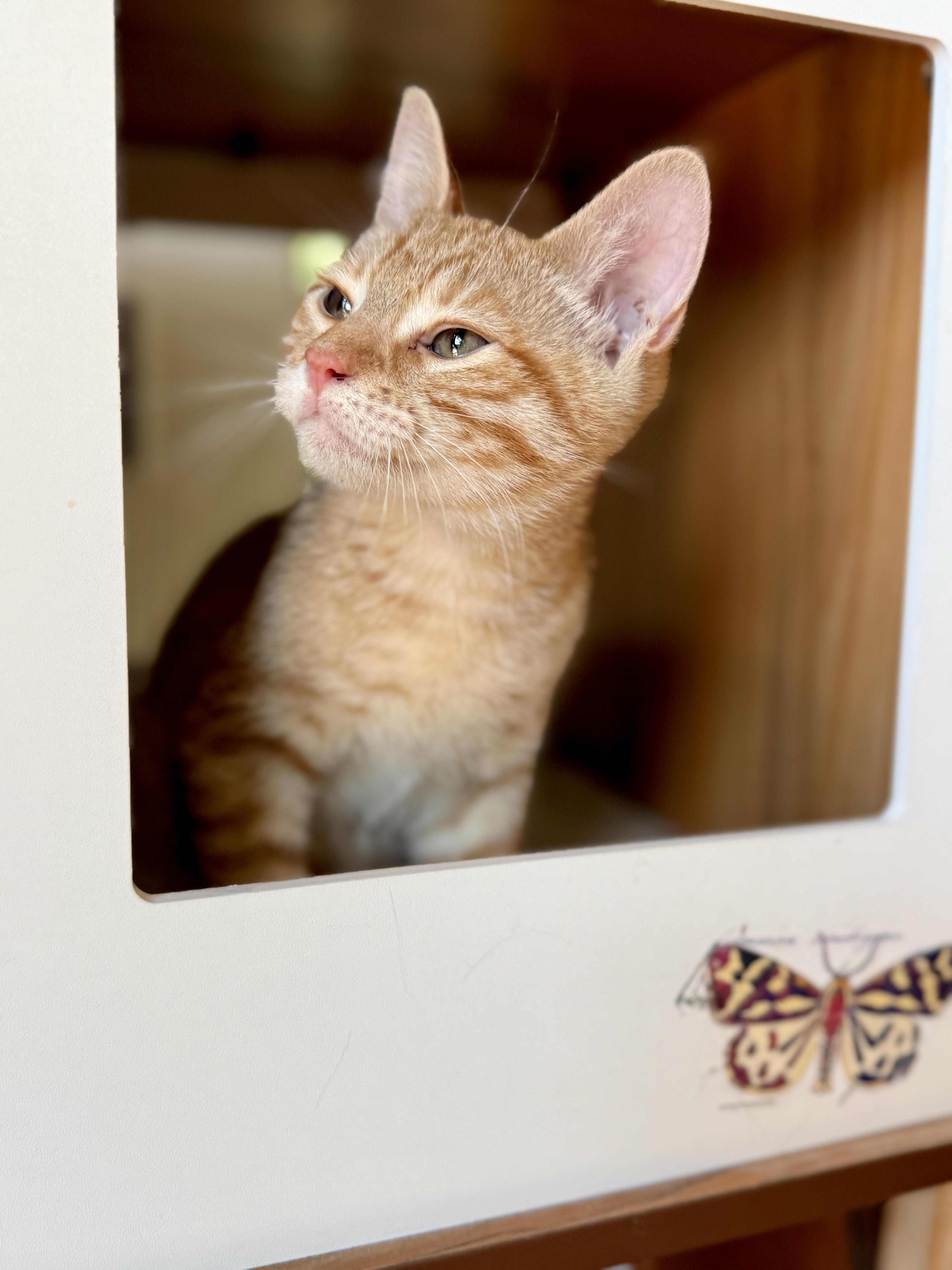 Enlarge Nachos, a Adoptable Tabby in Keller, TX image 4/6
