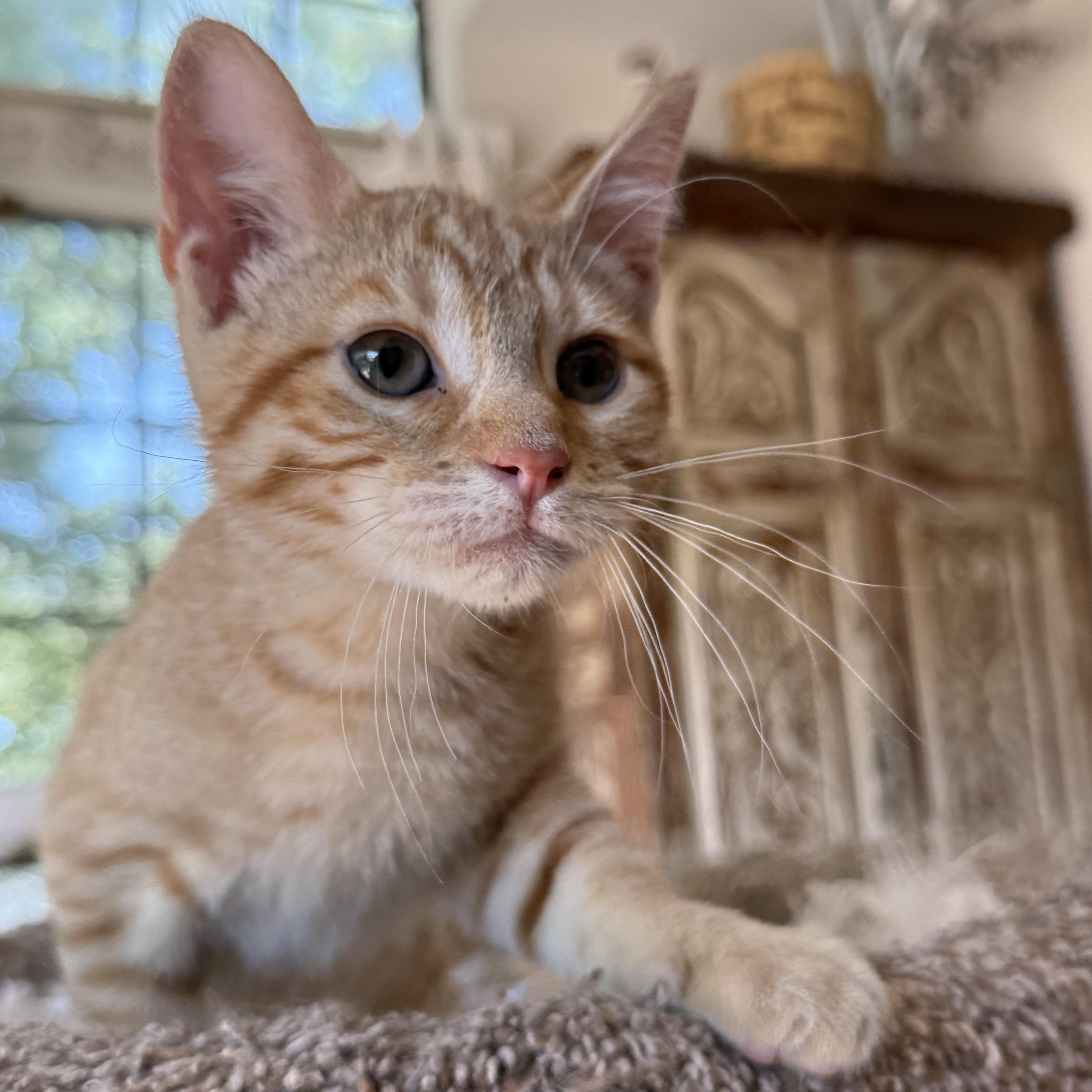 Enlarge Nachos, a Adoptable Tabby in Keller, TX image 6/6