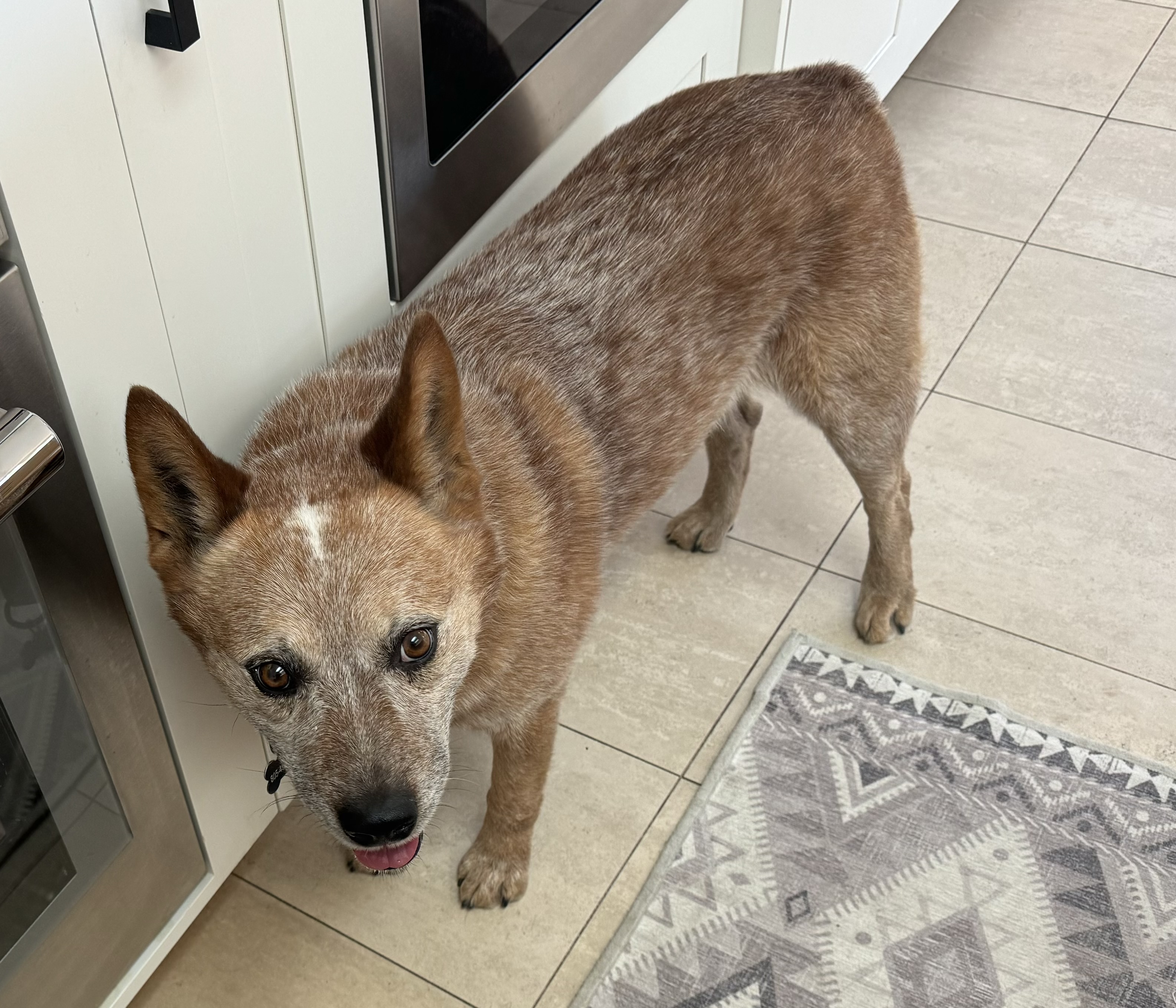 Cowboy, Adopted, Adult Male Australian Cattle Dog / Blue Heeler.