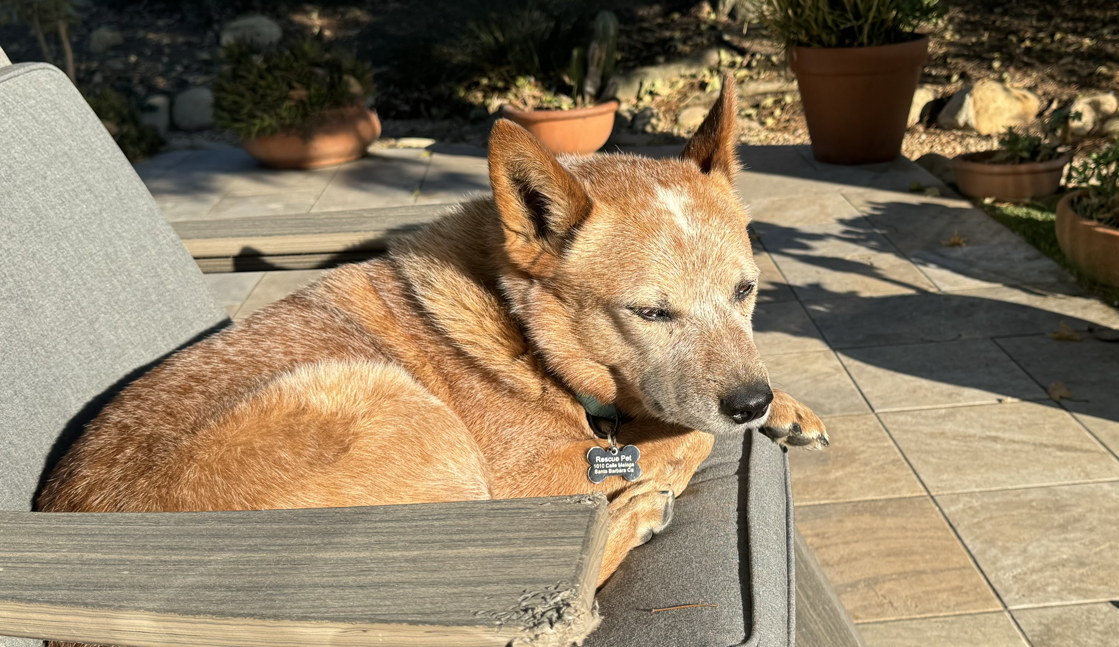 Enlarge Cowboy, a Adopted Australian Cattle Dog / Blue Heeler in Goleta, CA image 2/2