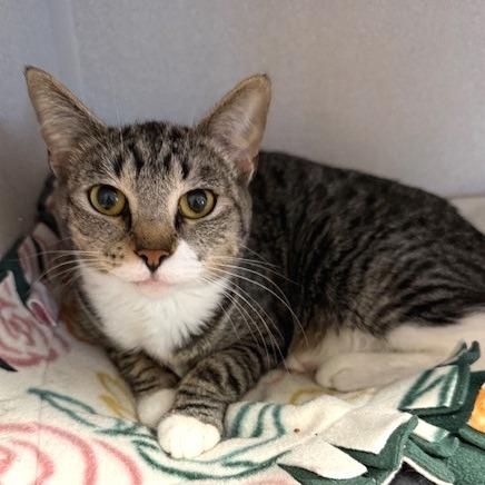Enlarge Adele, a Adoptable Domestic Short Hair in Washougal, WA image 1/1