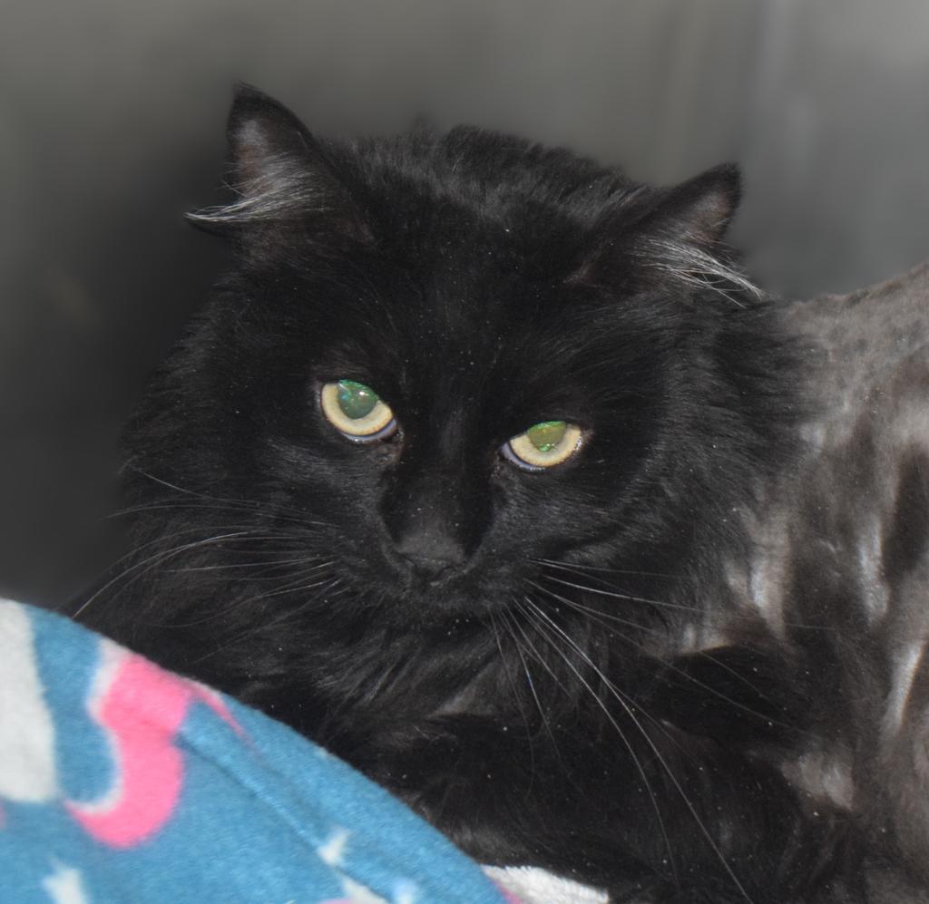 Kiki, Adoptable, Adult Female Domestic Short Hair.