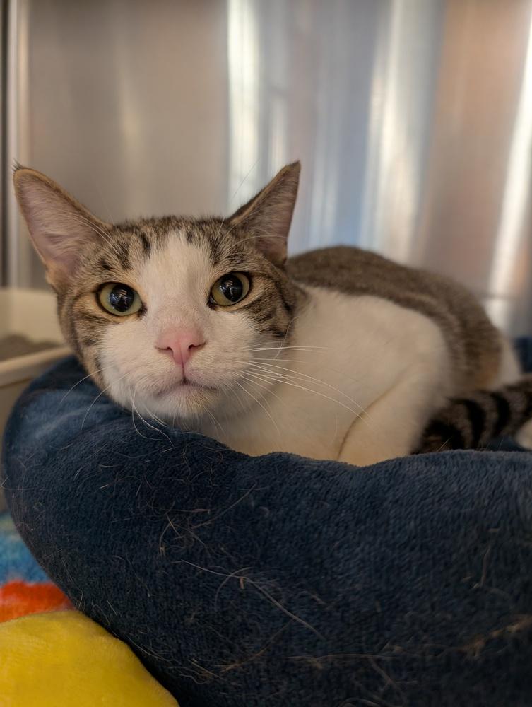 Charlie, Adoptable, Adult Male Domestic Short Hair.