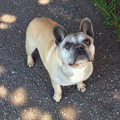 Greta, Adoptable, Adult Female French Bulldog.