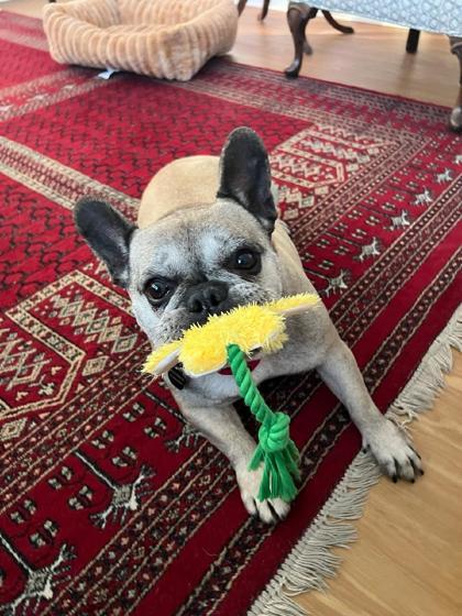 Enlarge Greta, a Adoptable French Bulldog in Malvern, PA image 2/3