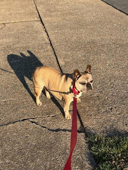 Enlarge Greta, a Adoptable French Bulldog in Malvern, PA image 3/3