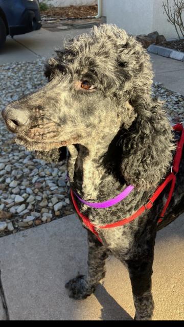 Cowboy, Adoptable, Adult Male Poodle.