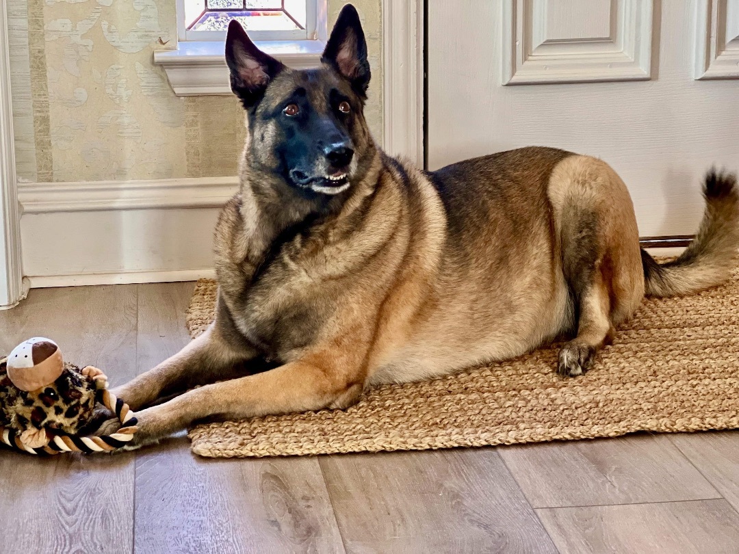 Nyla, Adult Female Belgian Shepherd / Malinois