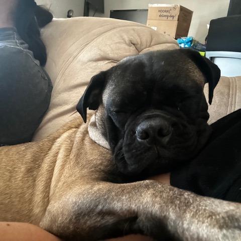Hermoine, Adoptable, Young Female Pug & Schnauzer.