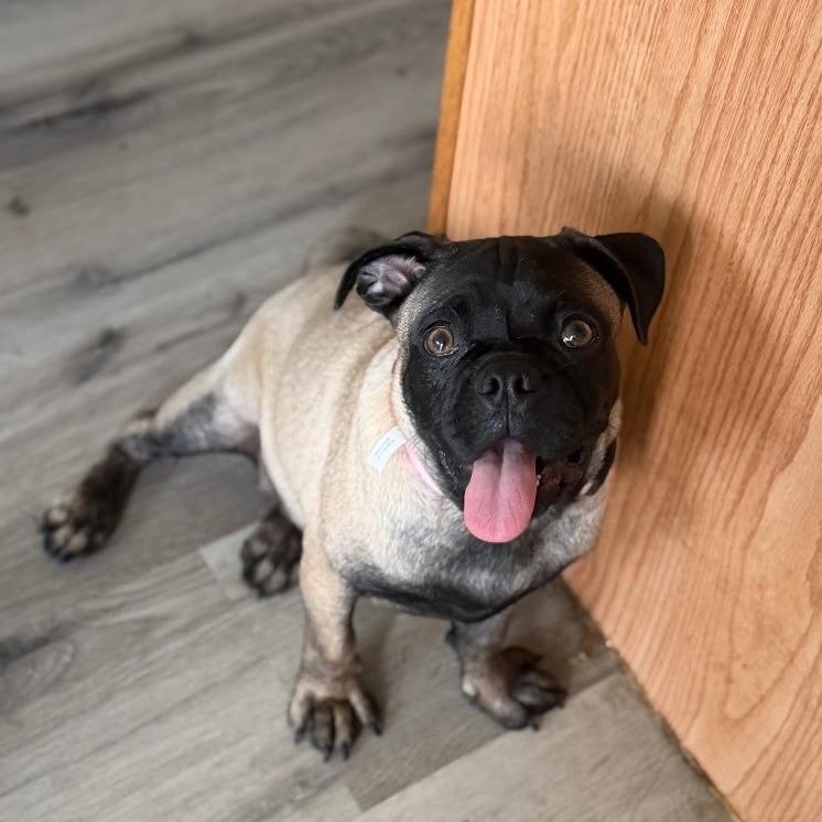Enlarge Hermoine, a Adoptable mixed breed in North Las Vegas, NV image 2/5