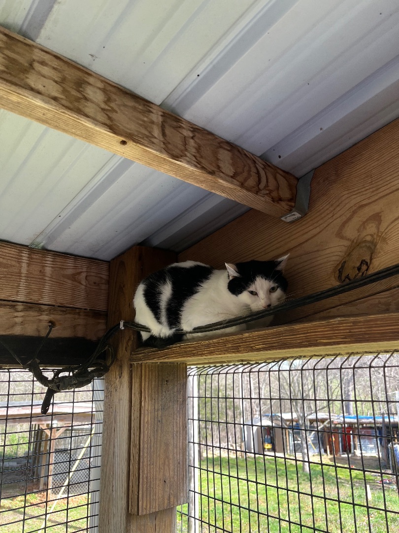 Ollie, Adoptable, Adult Male Domestic Short Hair.