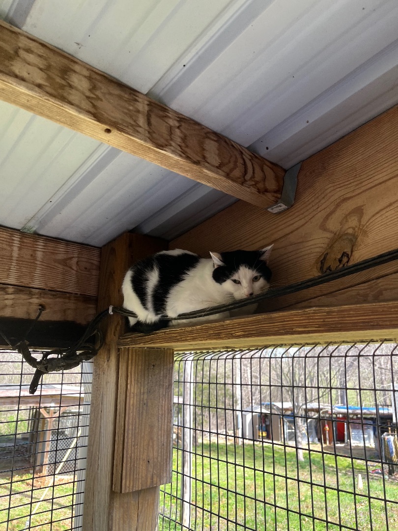 Ollie, a Adoptable Domestic Short Hair in Jackson, MO image 2/2