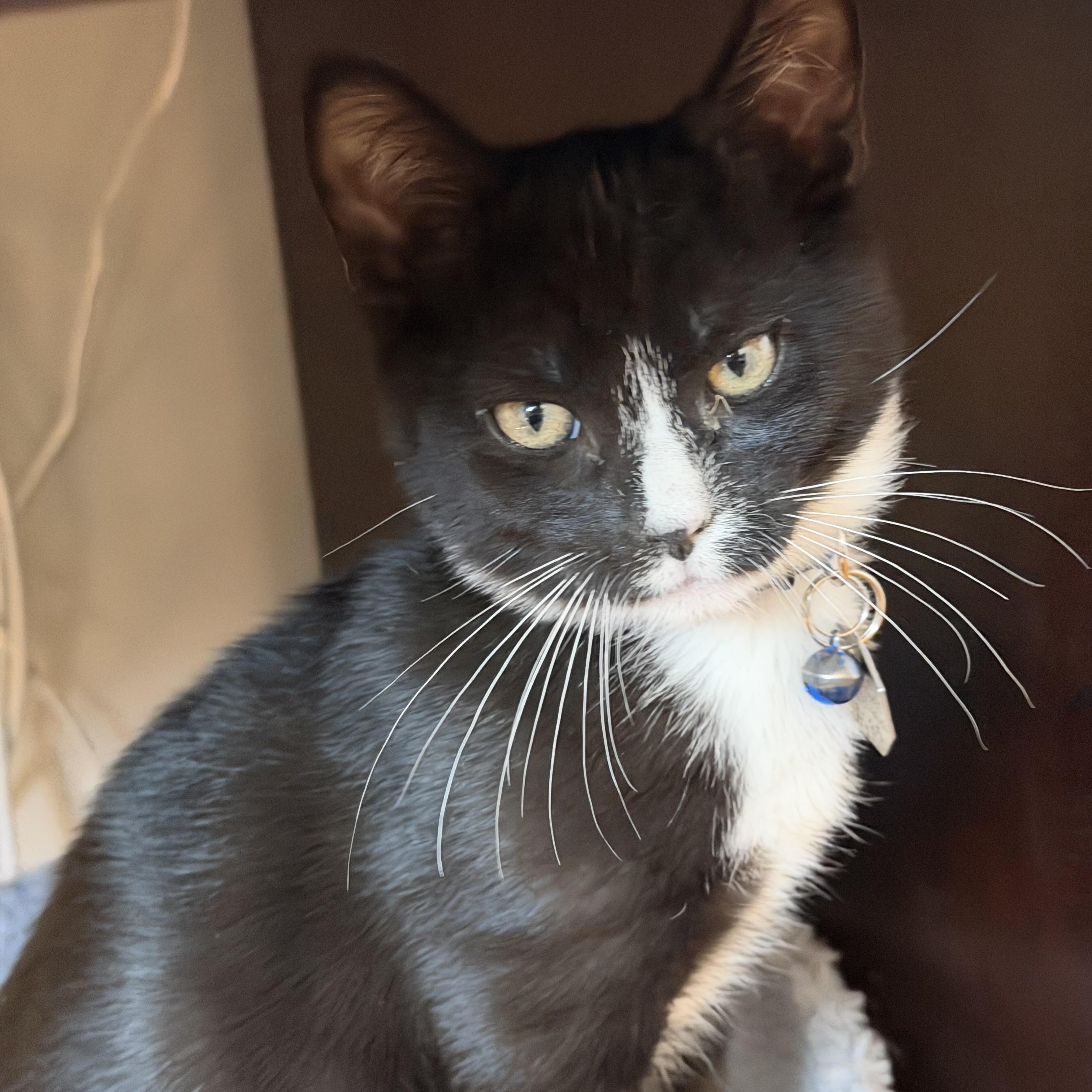 Enlarge Gambino, a Adoptable Domestic Short Hair in Salt Lake City, UT image 3/5