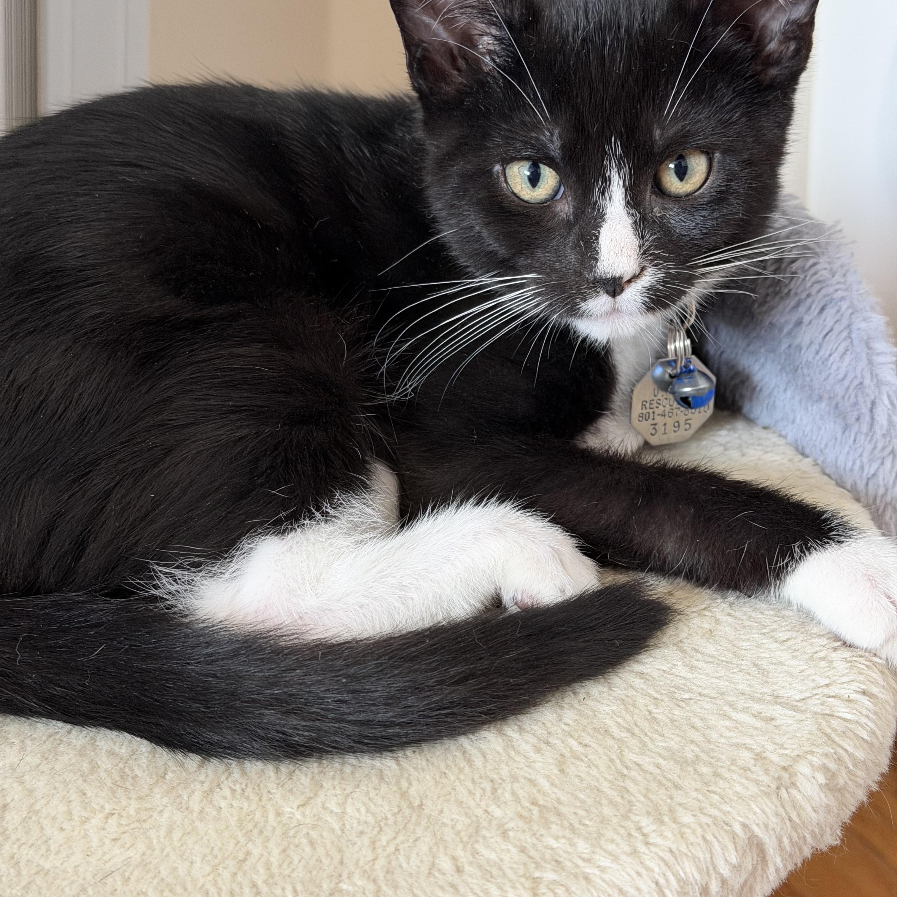 Enlarge Gambino, a Adoptable Domestic Short Hair in Salt Lake City, UT image 2/5