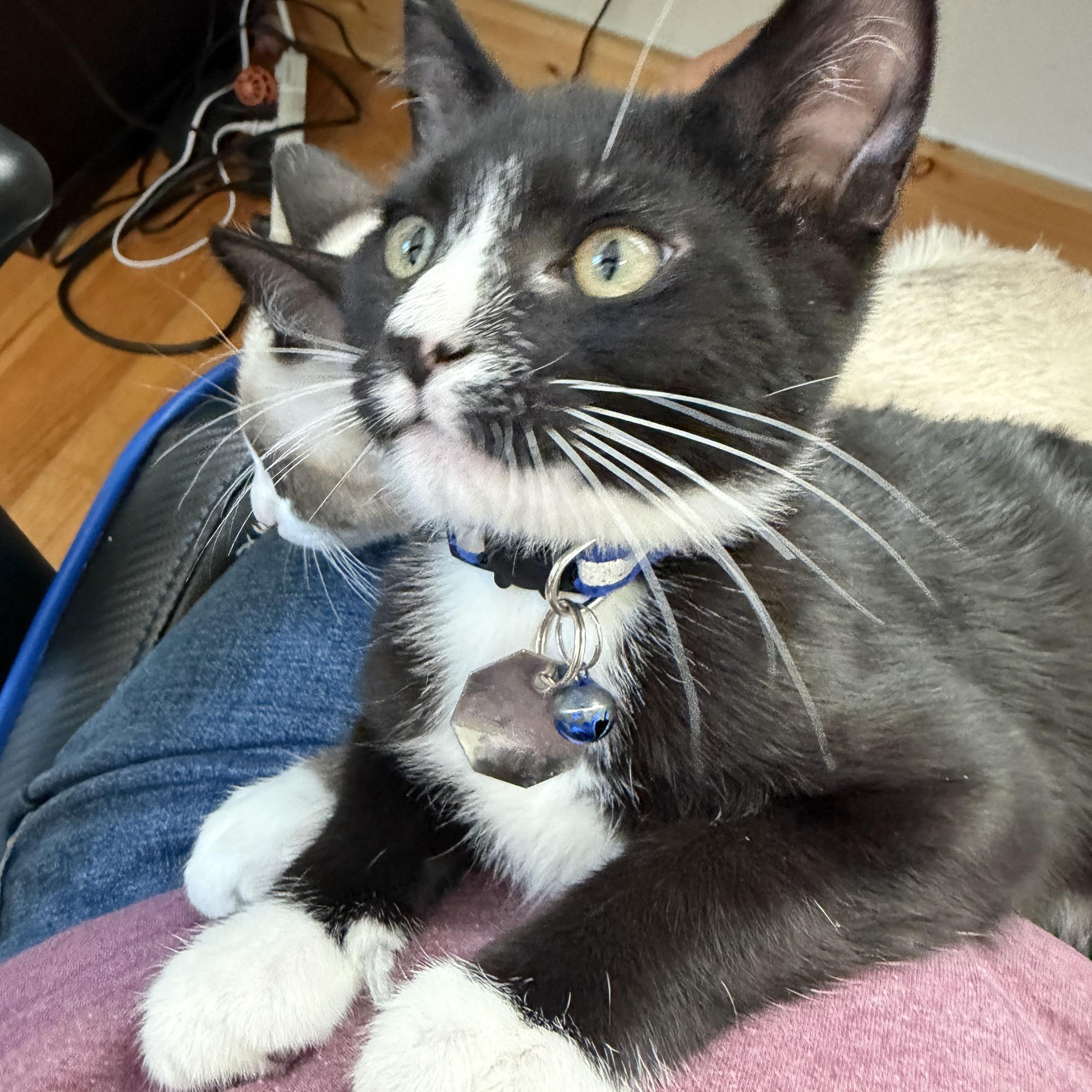 Enlarge Gambino, a Adoptable Domestic Short Hair in Salt Lake City, UT image 5/5