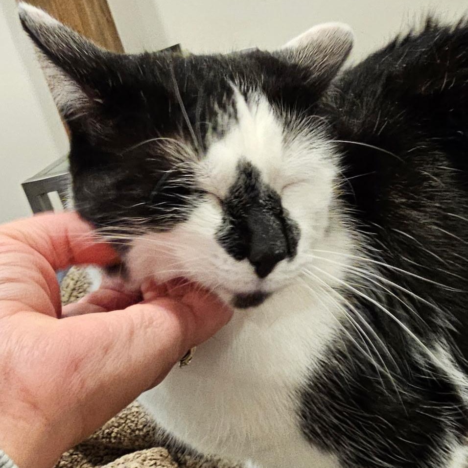 Delaney, an adoptable Tuxedo, Domestic Short Hair in Grand Rapids, MI, 49509 | Photo Image 4