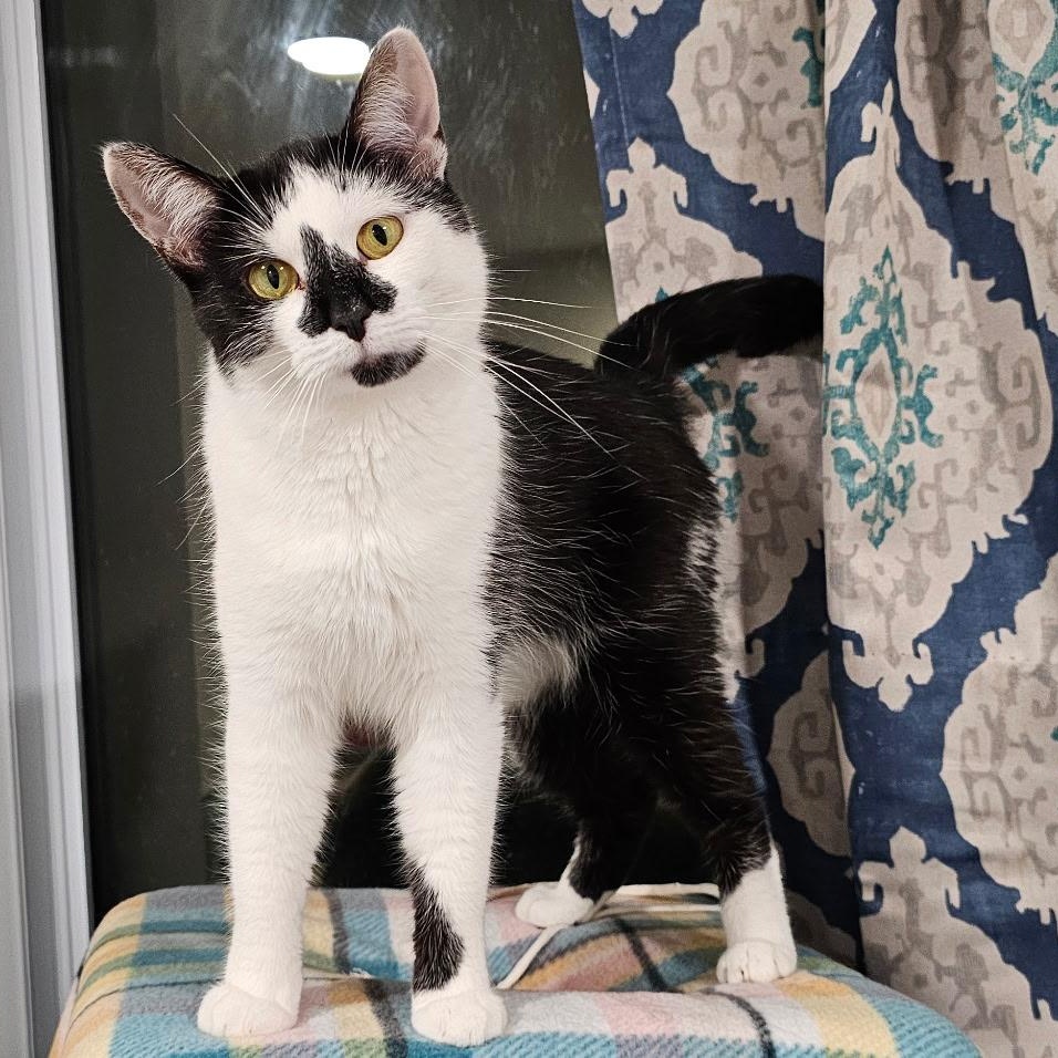 Delaney, a Adoptable mixed breed in Grand Rapids, MI image 2/6