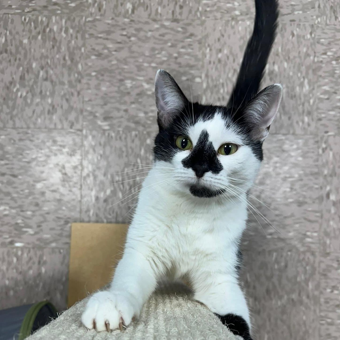 Delaney, an adoptable Tuxedo, Domestic Short Hair in Grand Rapids, MI, 49509 | Photo Image 1