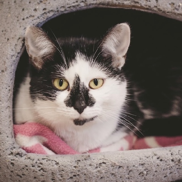 Delaney, a Adoptable mixed breed in Grand Rapids, MI image 5/6