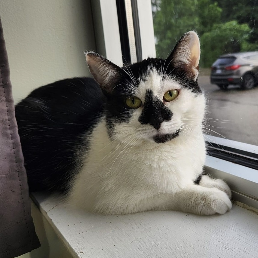 Delaney, a Adoptable mixed breed in Grand Rapids, MI image 6/6