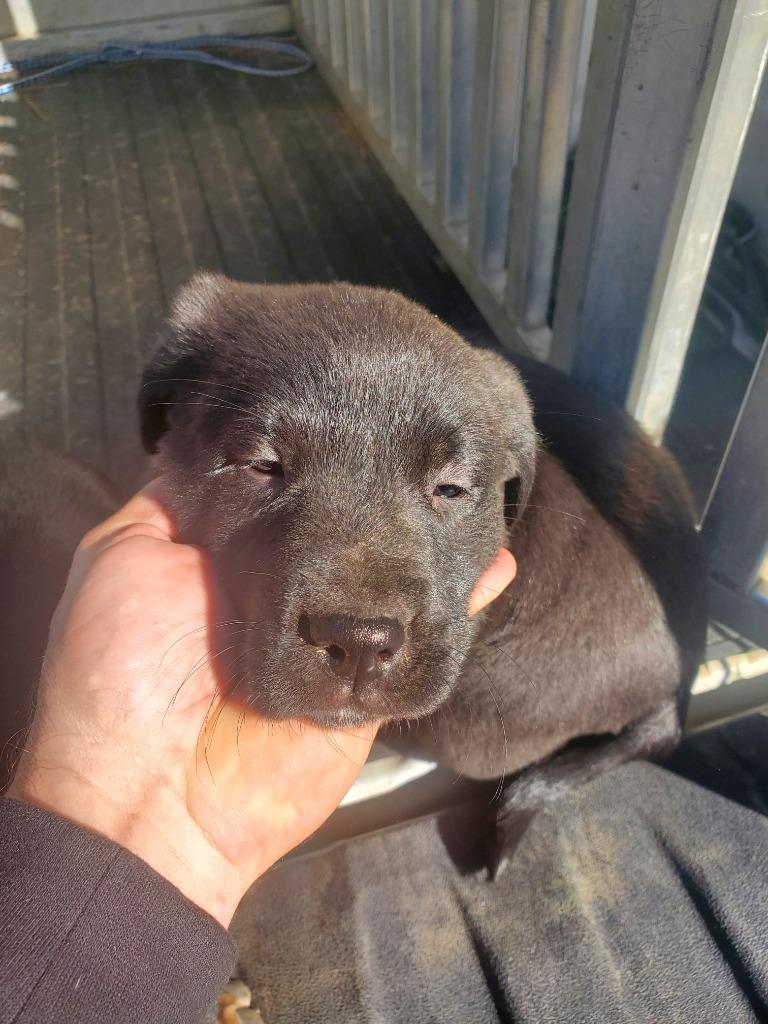 Starburst 3, Adoptable, Puppy Female Mixed Breed.