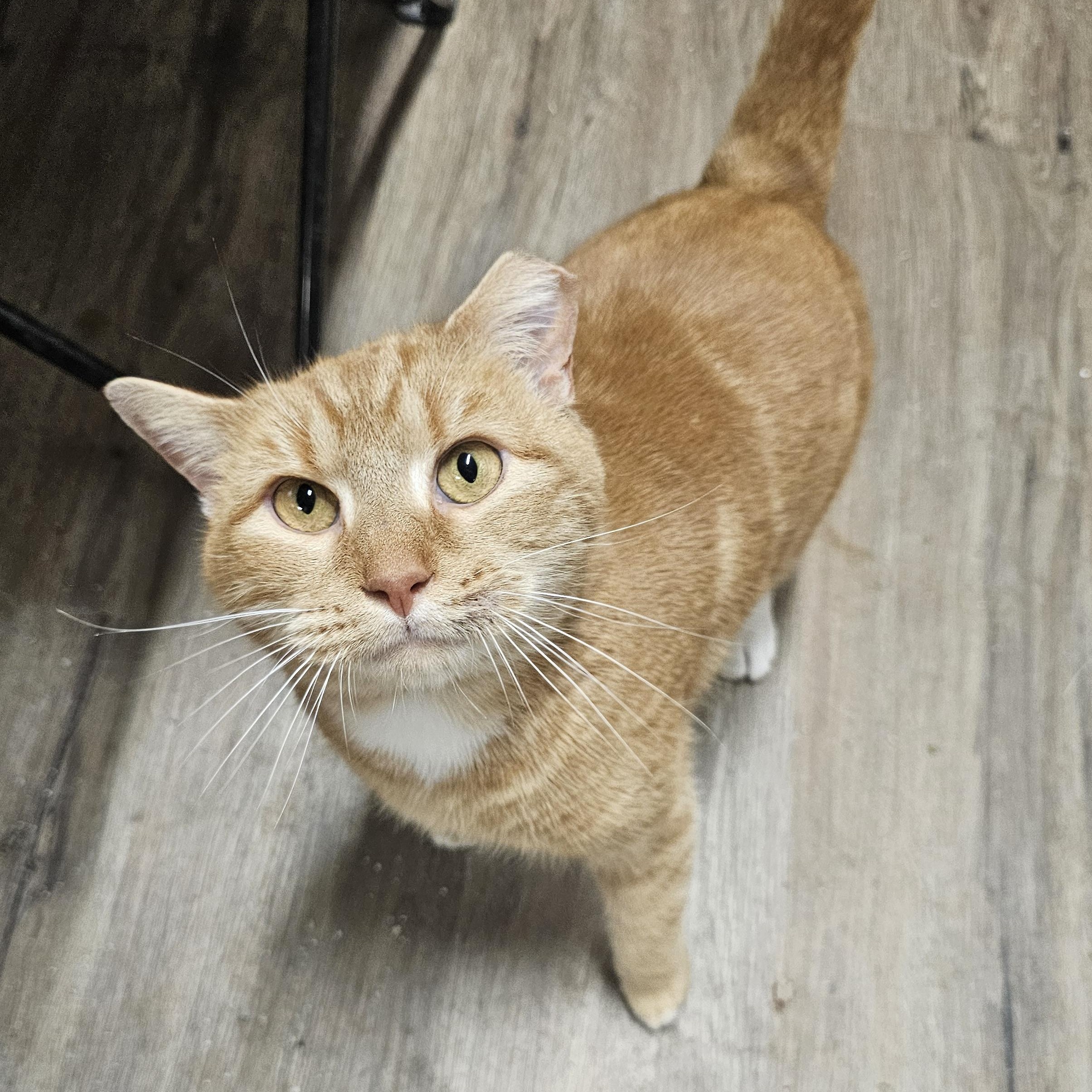 Winston, adopted, Senior Male Tabby.