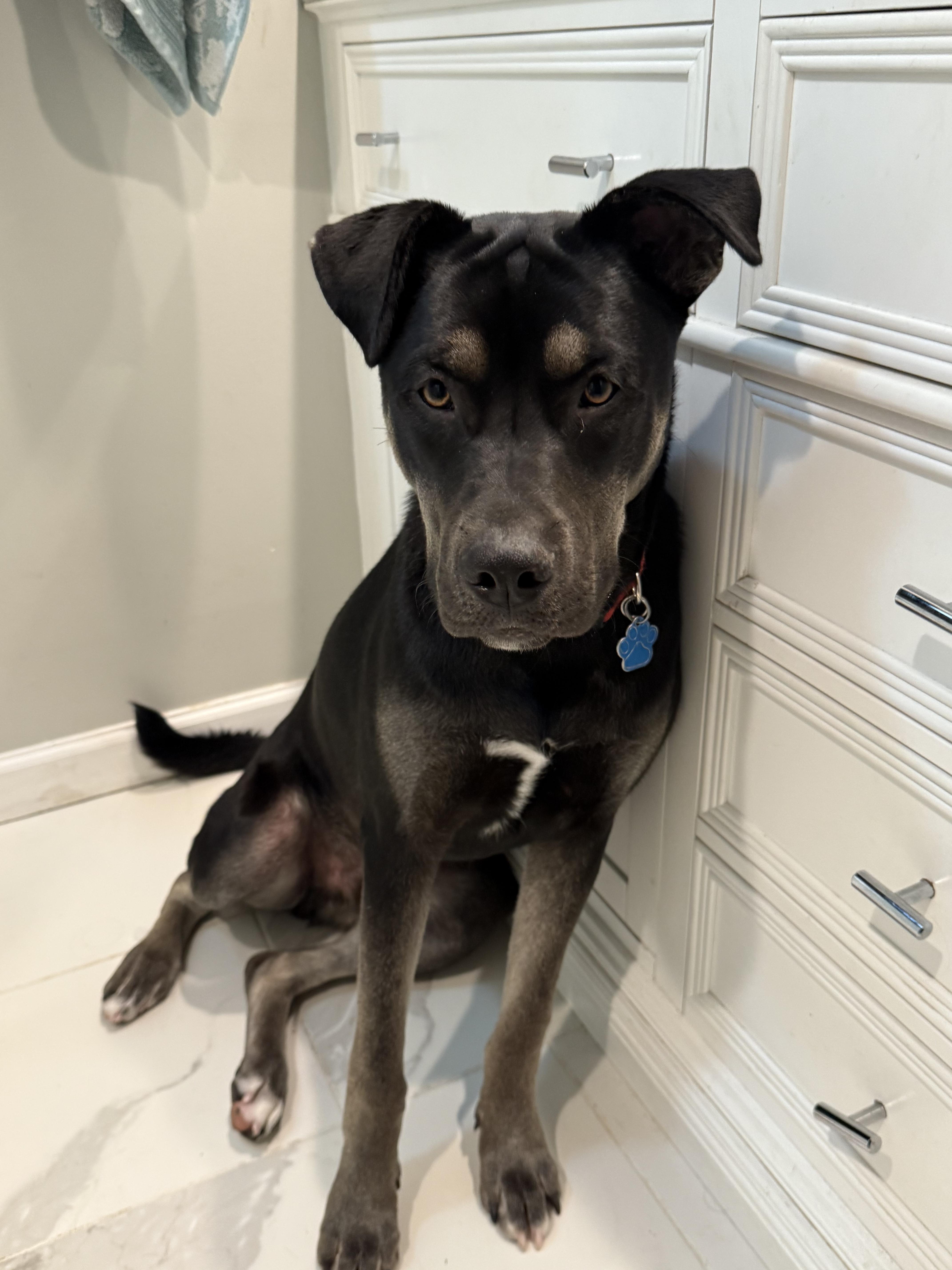 Rubble, a Adoptable mixed breed in Medford, NY image 5/5