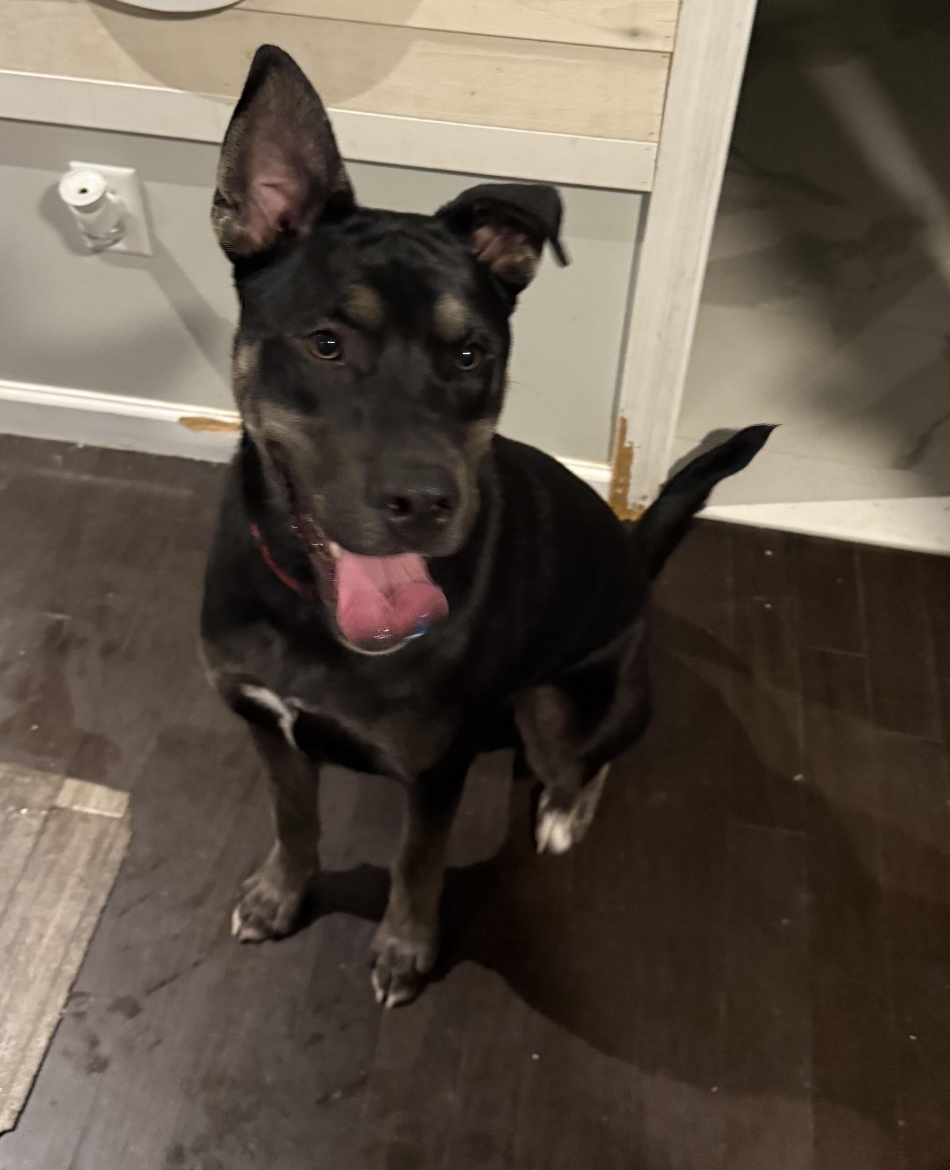 Rubble, a Adoptable mixed breed in Medford, NY image 2/5