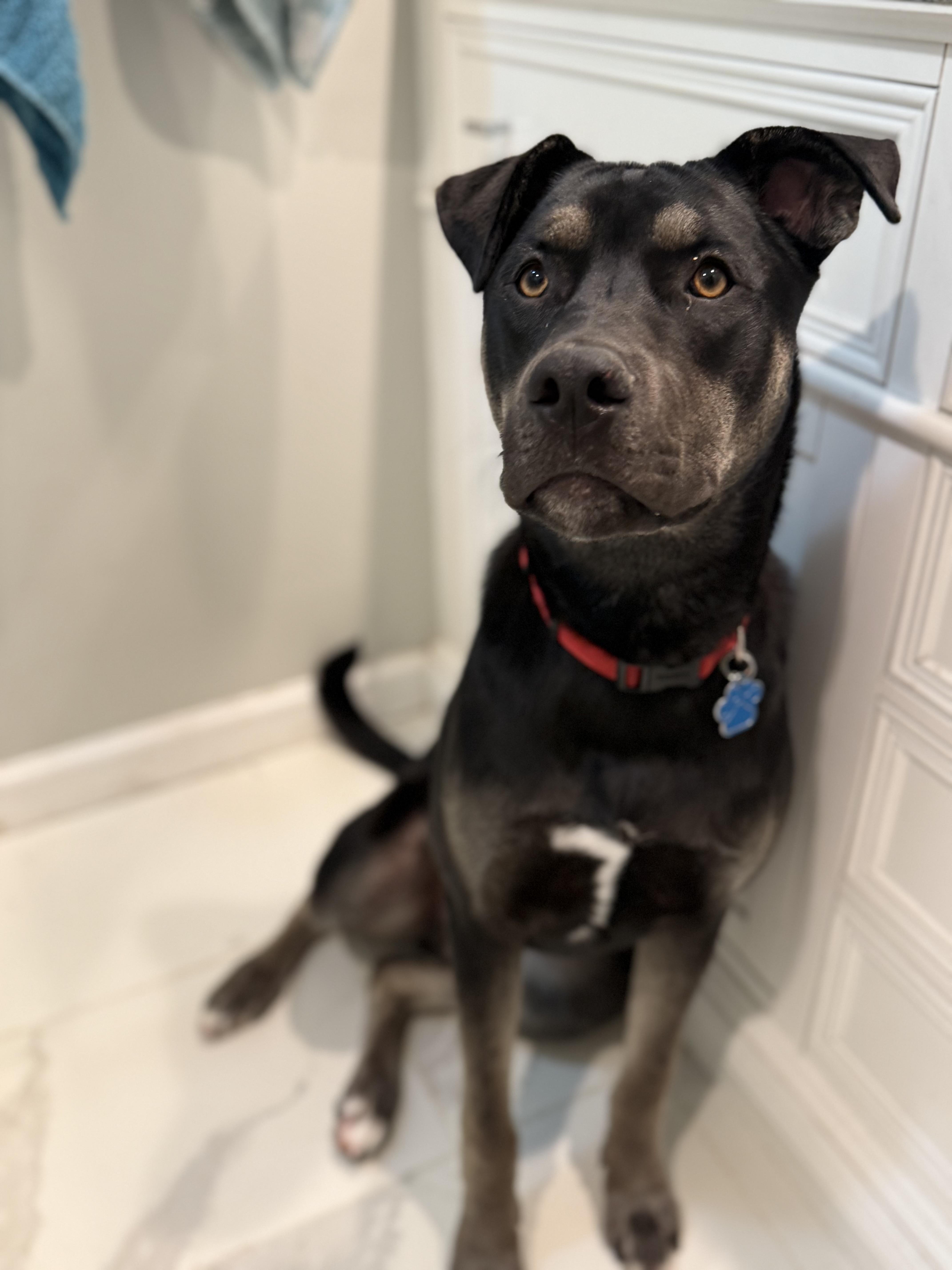 Rubble, a Adoptable mixed breed in Medford, NY image 1/5