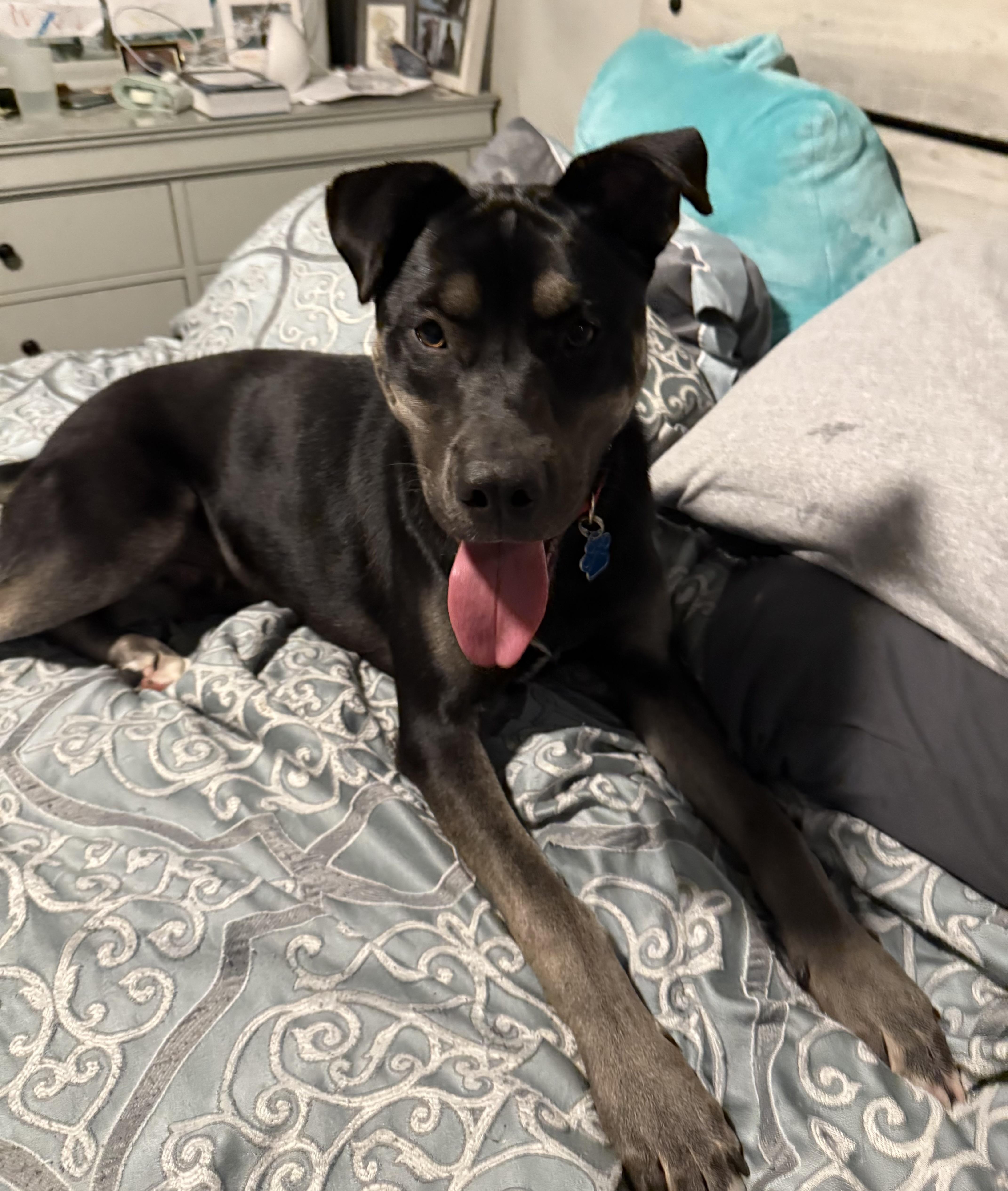 Rubble, a Adoptable mixed breed in Medford, NY image 3/5