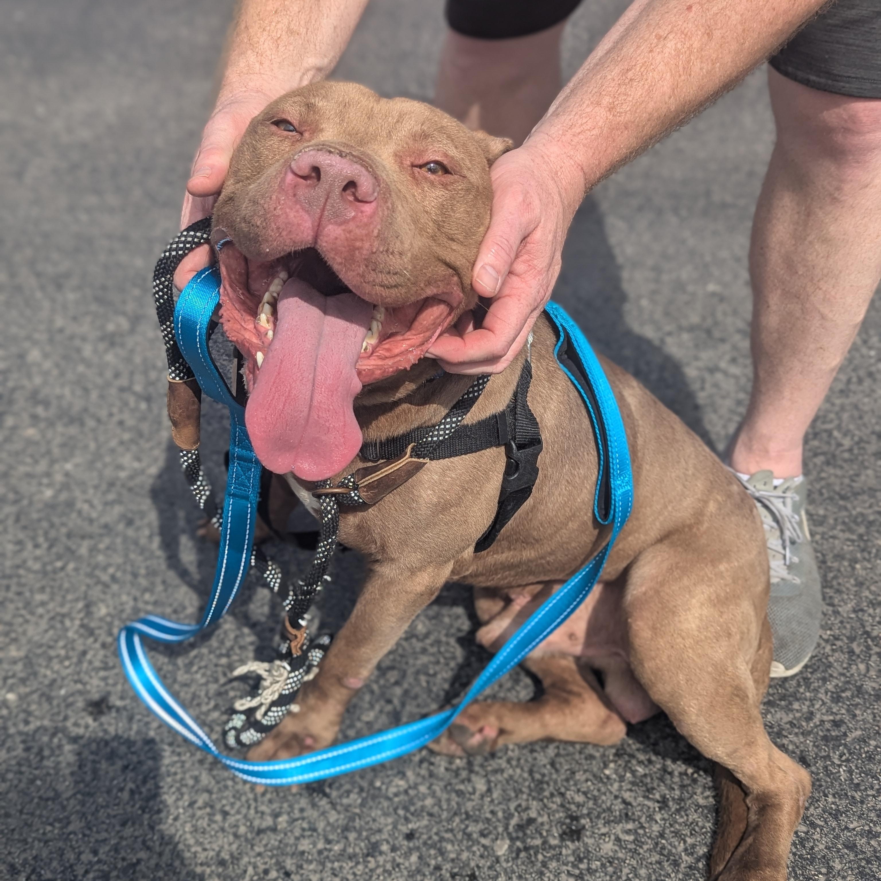 Ghost AKA Ghosty Malone, Adult Male Pit Bull Terrier