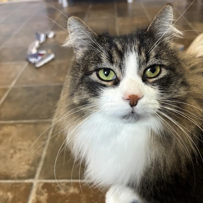 Laska, Adoptable, Adult Female Domestic Long Hair.