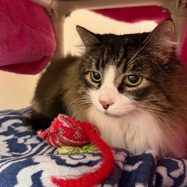 Laska, a Adoptable Domestic Long Hair in Ridgway, CO image 3/5