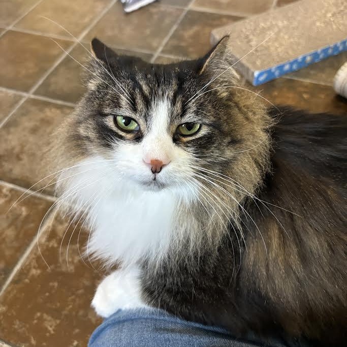 Laska, a Adoptable Domestic Long Hair in Ridgway, CO image 4/5