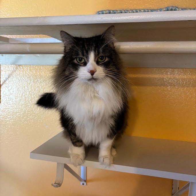 Laska, a Adoptable Domestic Long Hair in Ridgway, CO image 5/5