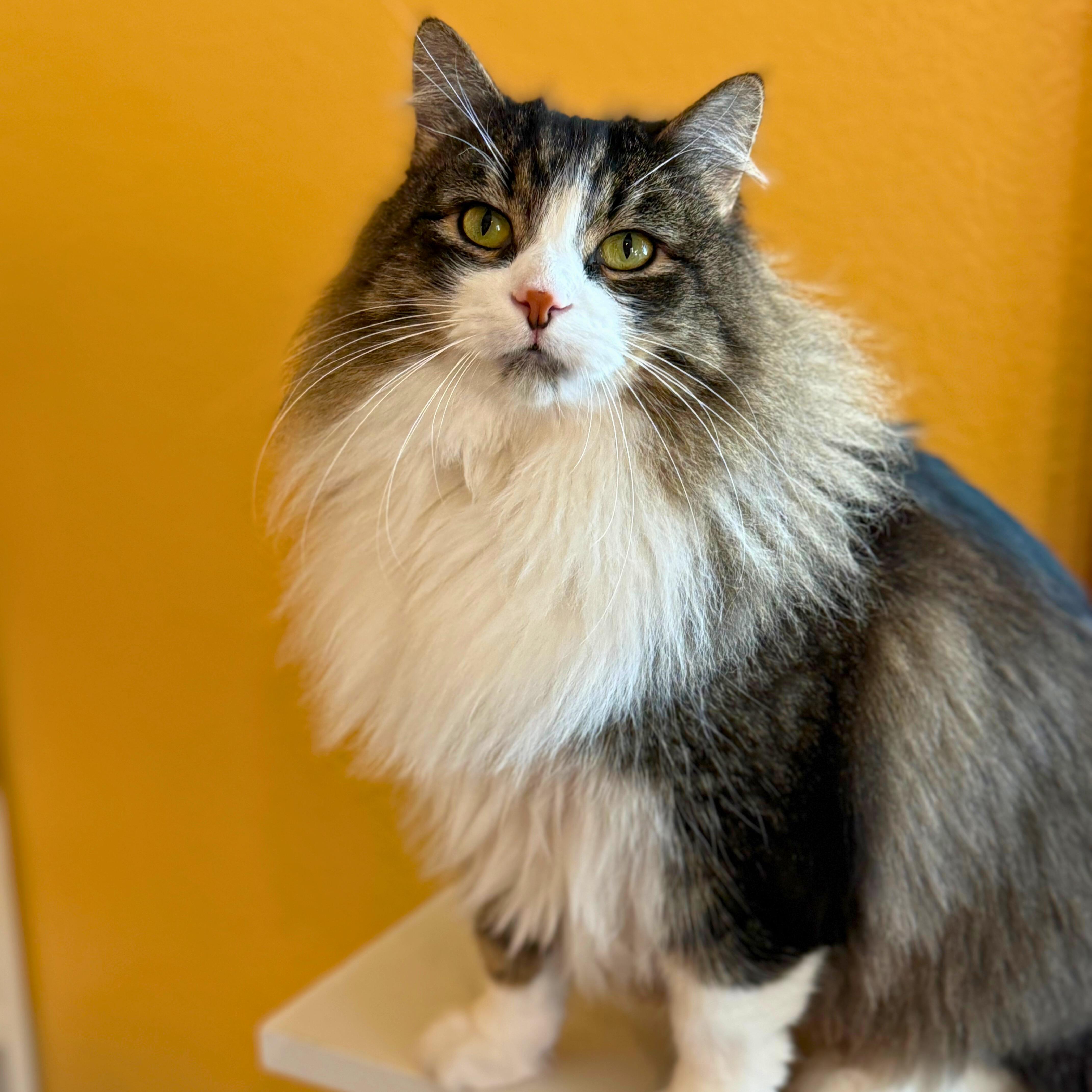 Laska, a Adoptable Domestic Long Hair in Ridgway, CO image 1/5