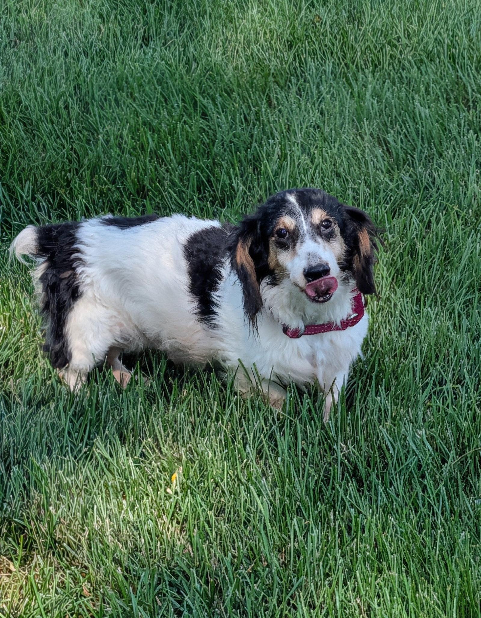 Ernie, Adoptable, Senior Male Dachshund.