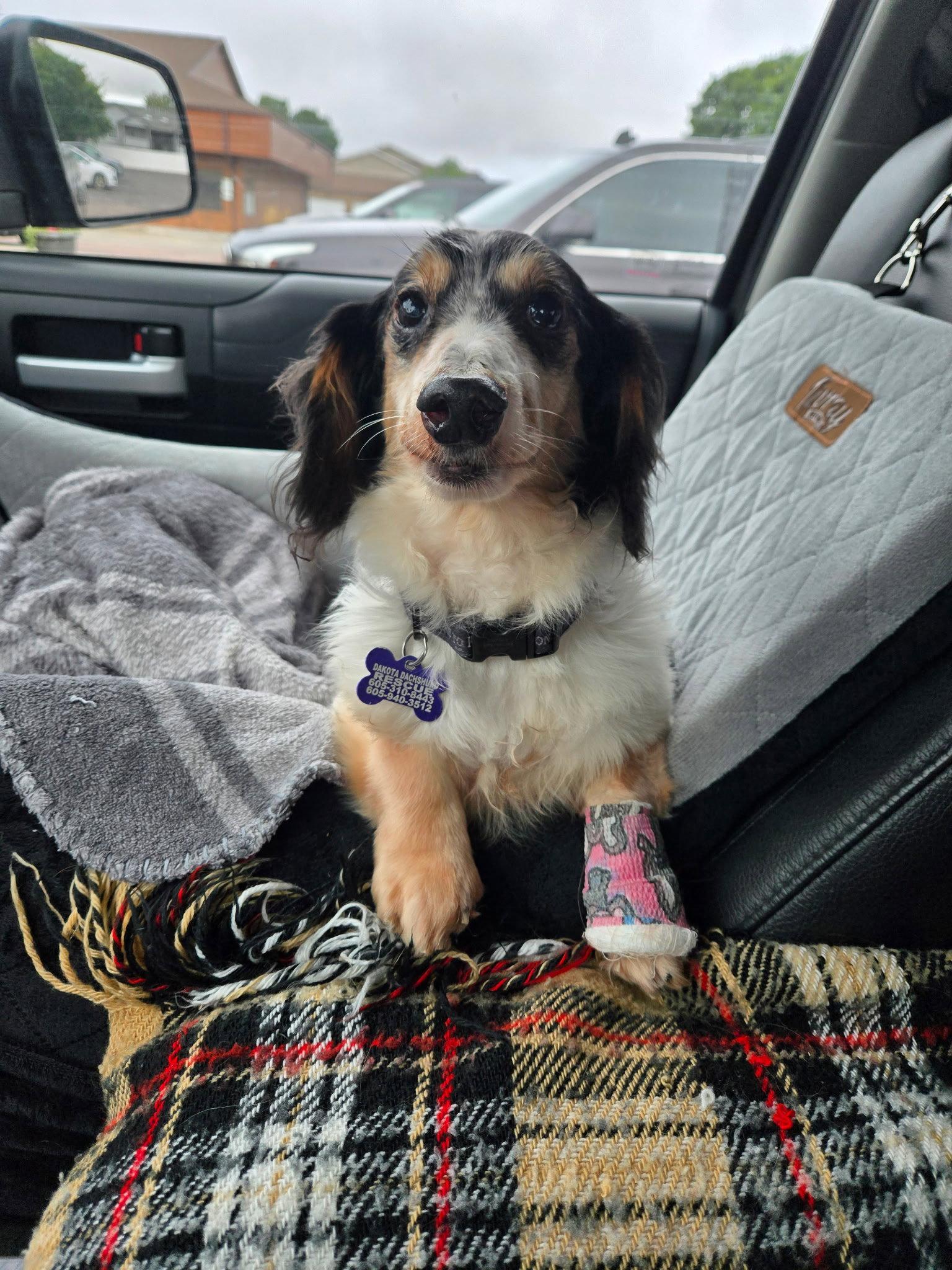 Enlarge Ernie, a Adoptable Dachshund in Sioux Falls, SD image 2/3