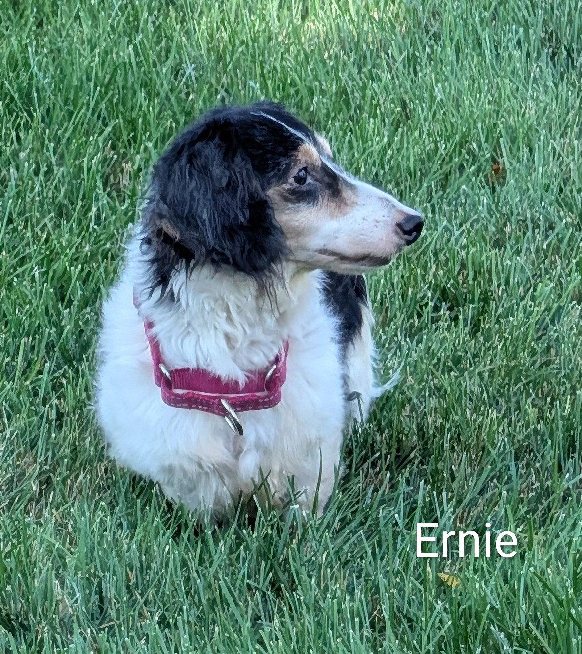 Enlarge Ernie, a Adoptable Dachshund in Sioux Falls, SD image 3/3
