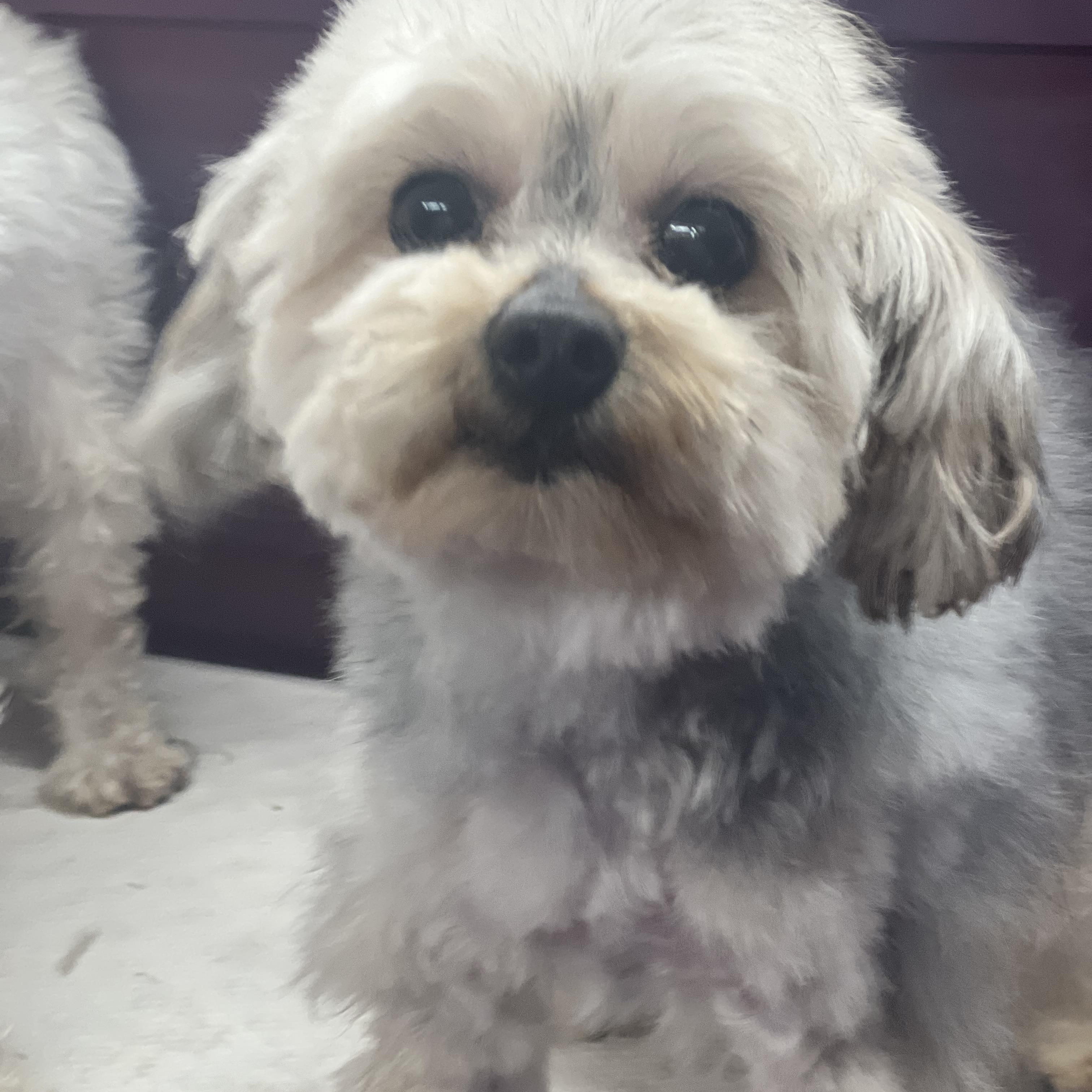 Enlarge Sissy~tiny precious girl, an adopted mixed breed in Irvine, CA image 2/6