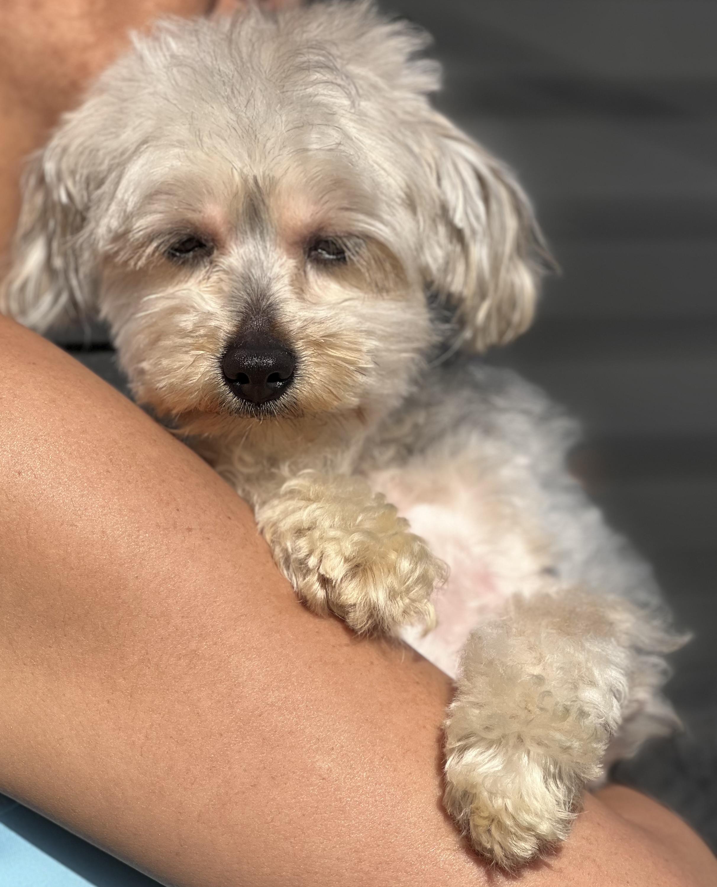 Enlarge Sissy~tiny precious girl, an adopted mixed breed in Irvine, CA image 3/6