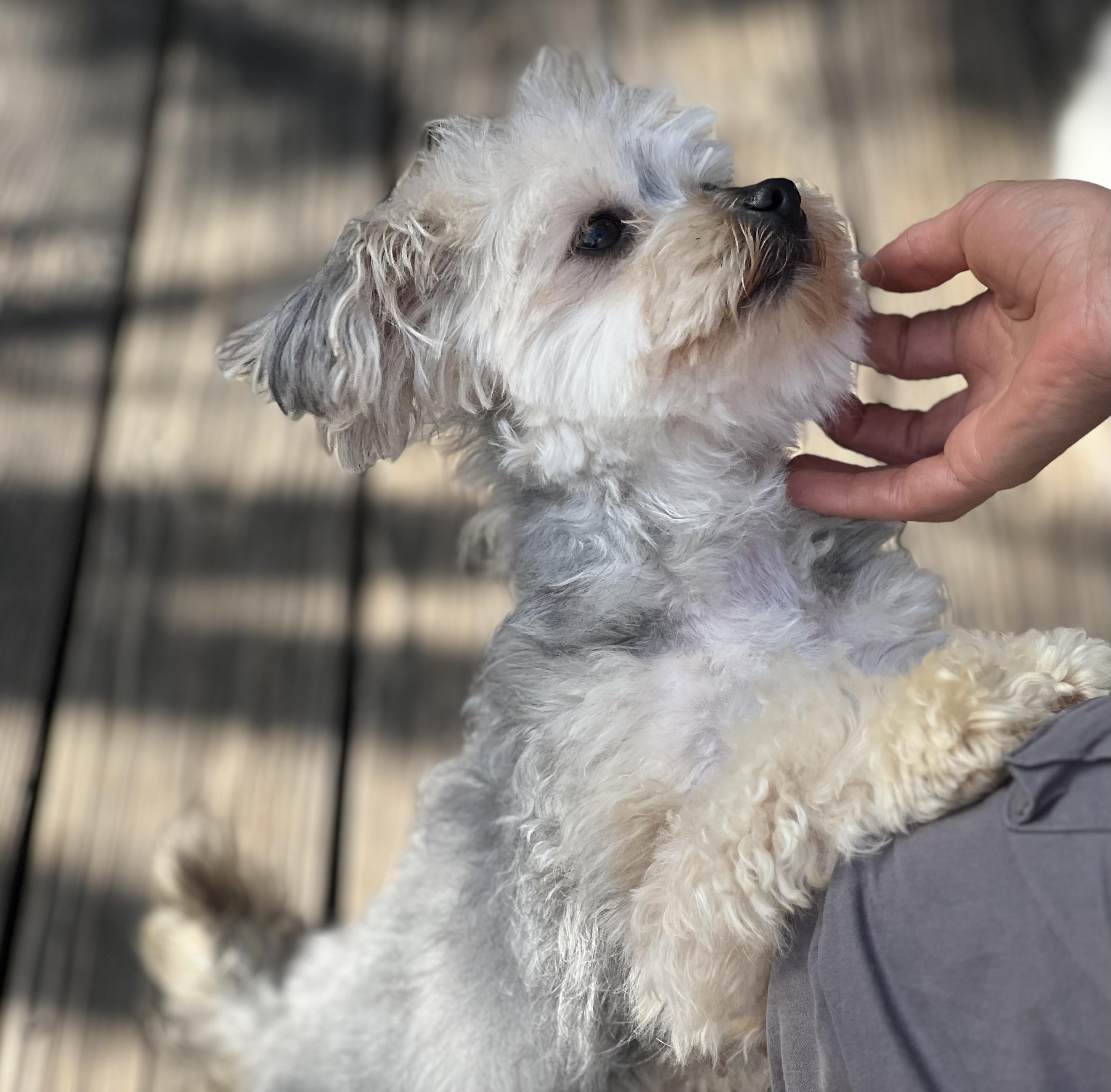Enlarge Sissy~tiny precious girl, an adopted mixed breed in Irvine, CA image 5/6